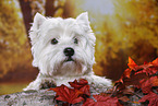 lying West Highland White Terrier
