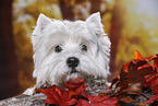 West Highland White Terrier Portrait