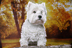 standing West Highland White Terrier