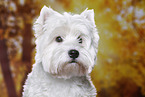 West Highland White Terrier Portrait