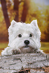 lying West Highland White Terrier
