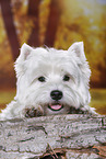 lying West Highland White Terrier