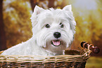 West Highland White Terrier Portrait