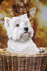 West Highland White Terrier