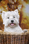 West Highland White Terrier Portrait