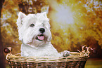 West Highland White Terrier Portrait