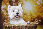 West Highland White Terrier Portrait