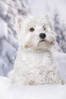 sitting West Highland White Terrier