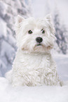 sitting West Highland White Terrier