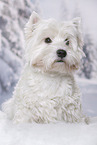 sitting West Highland White Terrier