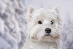 West Highland White Terrier Portrait