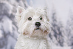 West Highland White Terrier Portrait