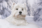 lying West Highland White Terrier