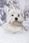 lying West Highland White Terrier