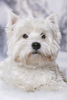 lying West Highland White Terrier