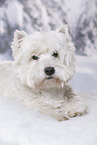 lying West Highland White Terrier