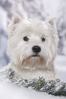 West Highland White Terrier Portrait