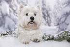 lying West Highland White Terrier