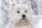 West Highland White Terrier Portrait