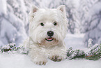 lying West Highland White Terrier