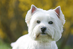West Highland White Terrier Portrait