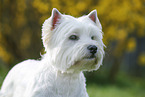 West Highland White Terrier Portrait