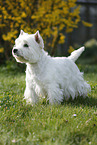 standing West Highland White Terrier