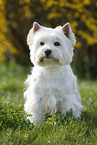 sitting West Highland White Terrier