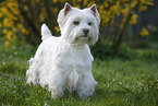 standing West Highland White Terrier