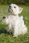 West Highland White Terrier gives paw