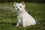 sitting West Highland White Terrier
