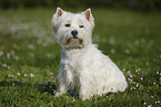 sitting West Highland White Terrier