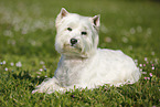 lying West Highland White Terrier