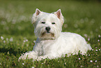 lying West Highland White Terrier