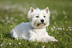 lying West Highland White Terrier