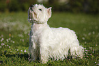 standing West Highland White Terrier