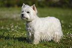 standing West Highland White Terrier