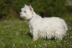 standing West Highland White Terrier