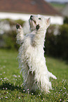 begging West Highland White Terrier