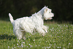 running West Highland White Terrier