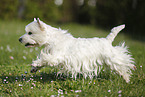 running West Highland White Terrier