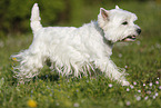 running West Highland White Terrier
