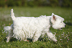 running West Highland White Terrier