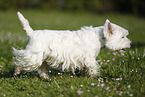 running West Highland White Terrier