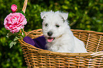 West Highland White Terrier Puppy
