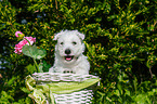 West Highland White Terrier Puppy