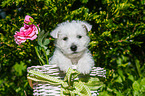West Highland White Terrier Puppy