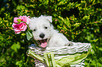 West Highland White Terrier Puppy