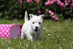 West Highland White Terrier Puppy