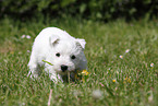 West Highland White Terrier Puppy